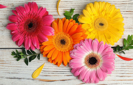 Bright Pink Gerbera Daisies for Dubai Weddings