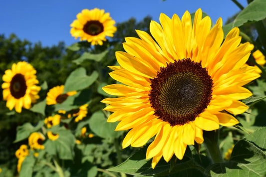 Sunflowers are best gift you can get any day