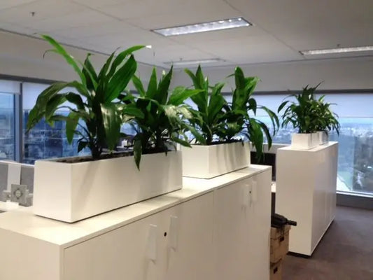 The Complete Guide to Indoor Office Plants Dubai