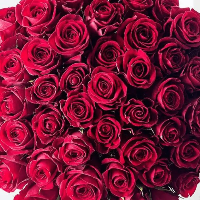 50 Red Roses Bouquet Goshen Flower