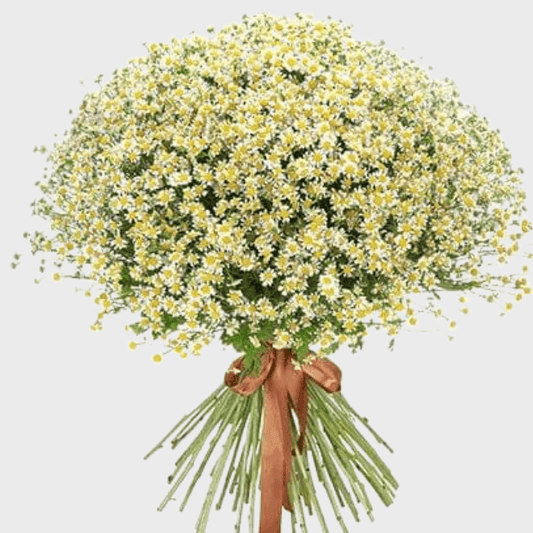 Chamomile Bouquet Goshen Flower
