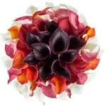 Calla Lily Spectrum Bouquet Goshen Flower