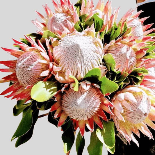 King Protea Bouquet Goshen Flower