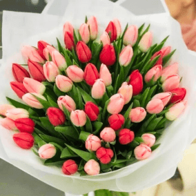 Bouquet of pink and red tulips held by a person