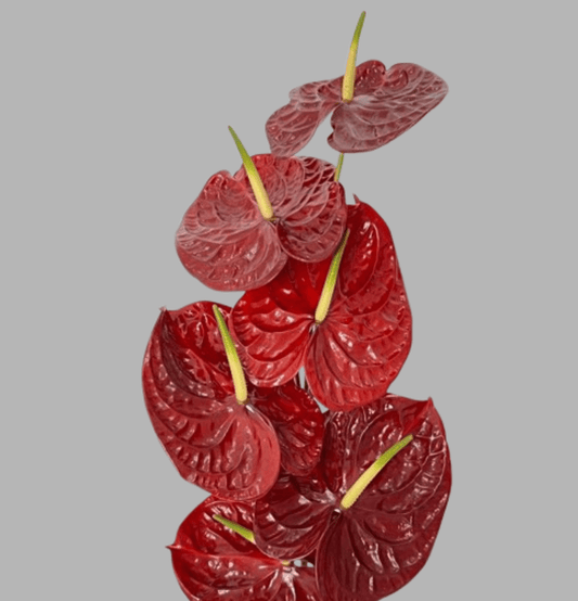 Midnight Flamingo Anthurium Bouquet Goshen Flower