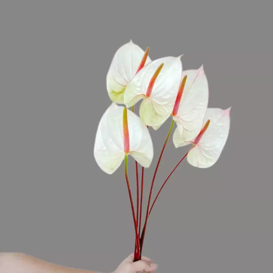 Anthurium Lybra Goshen Flower