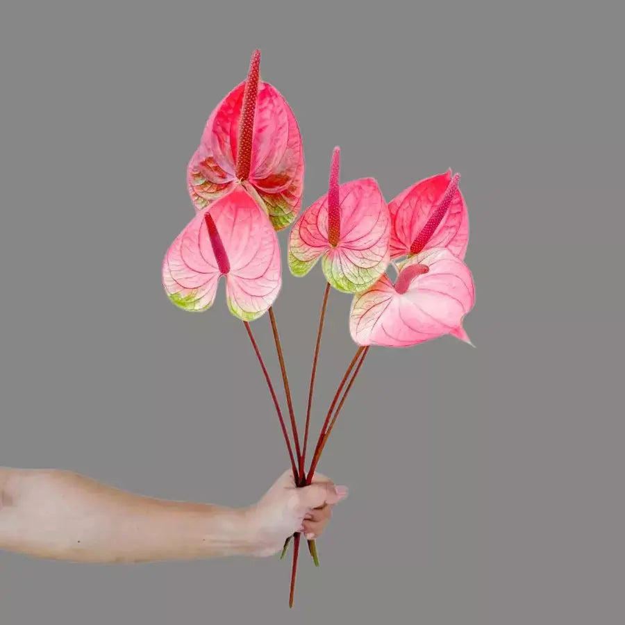 anthurium tequila Anthurium Tequila – Exotic Flower Delivery in Dubai