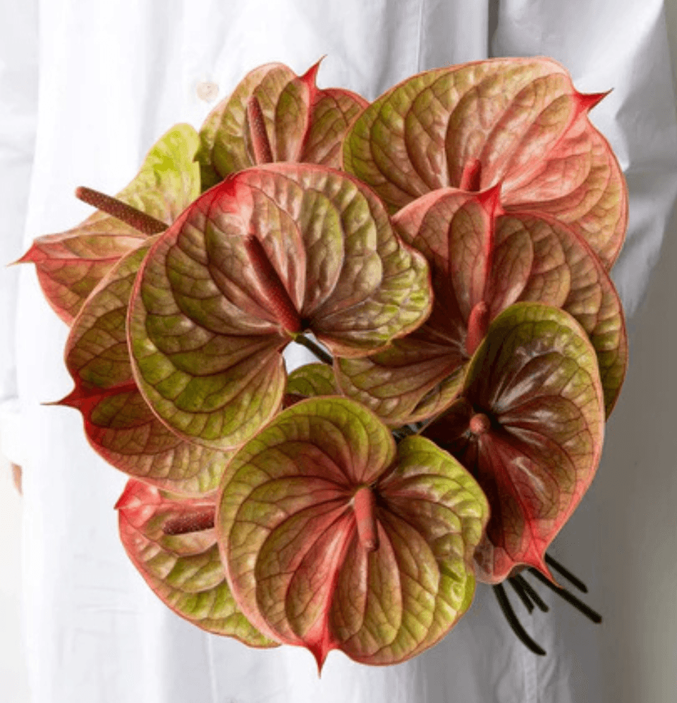 Arabian Copper Anthurium Goshen Flower