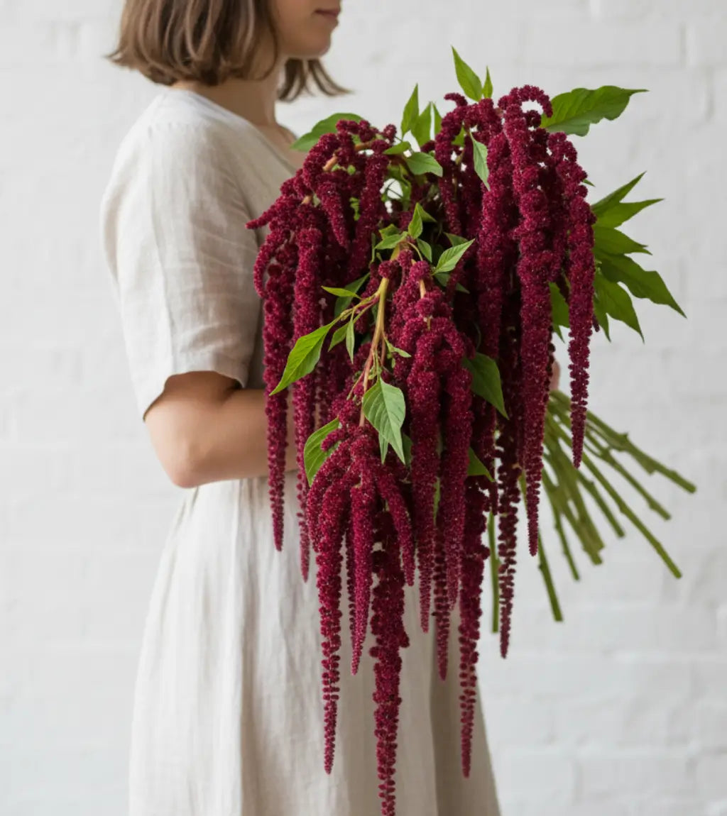 Luxury cascading bouquet of deep burgundy hanging amaranthus with long trailing tassel-like blooms, styled in a modern neutral setting. Perfect for weddings, event styling, and dramatic floral arrangements.