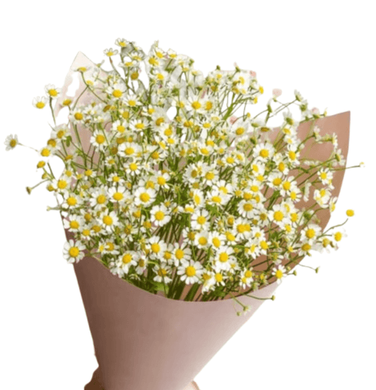 Chamomile Bouquet (10 stems) Goshen Flower