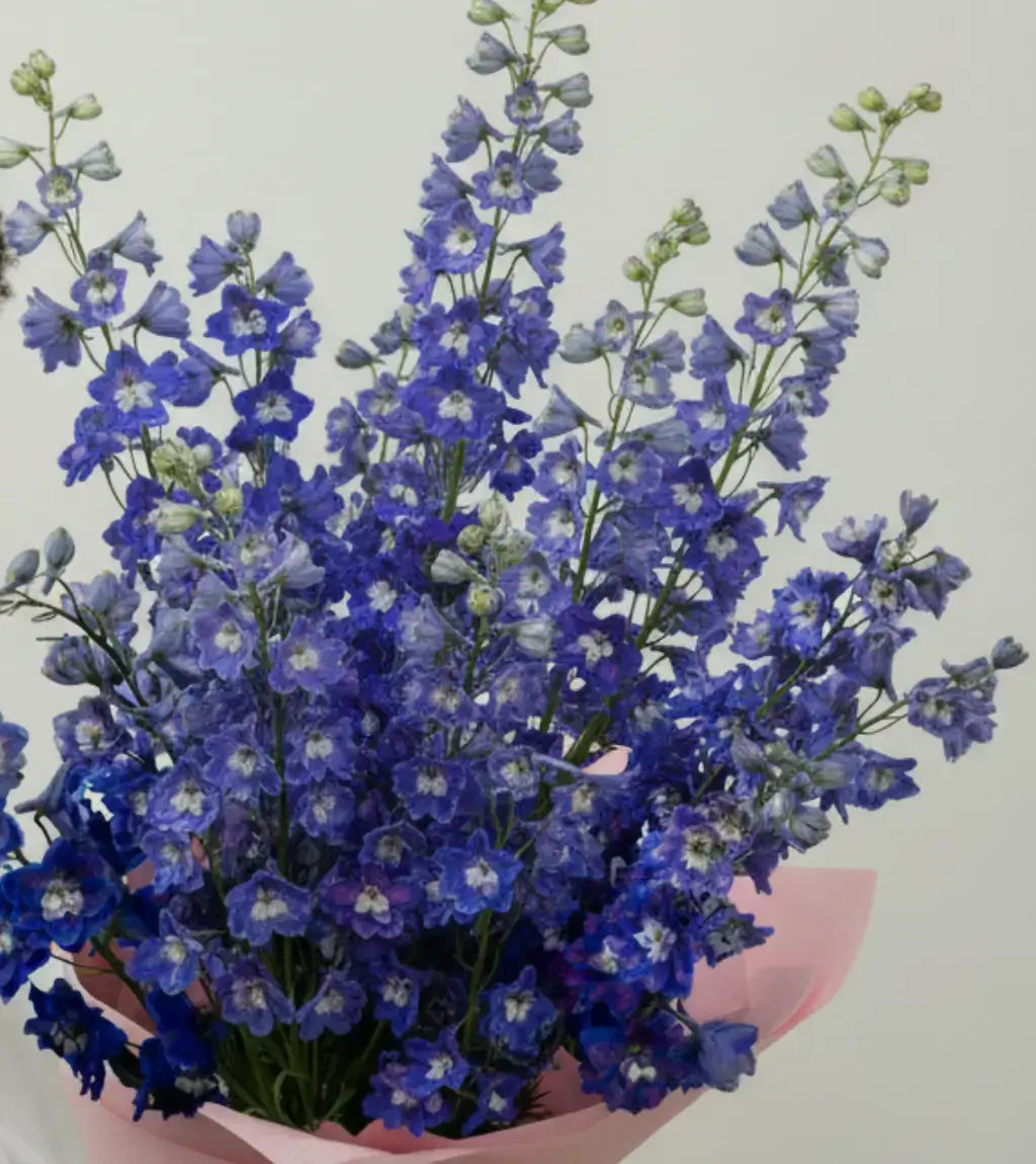 Delphinium Summer Skies