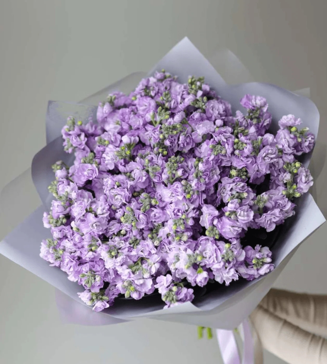 Woman holding a luxurious Purple Matthiola bouquet – perfect for special occasions with fast flower delivery Dubai