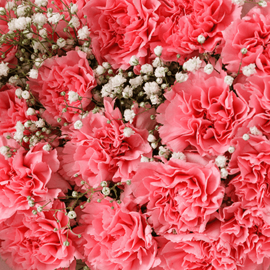 Cotton Candy Charm – Pink Carnation Bouquet Goshen Flower