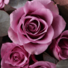 12 Purple Roses Bouquet Goshen Flower