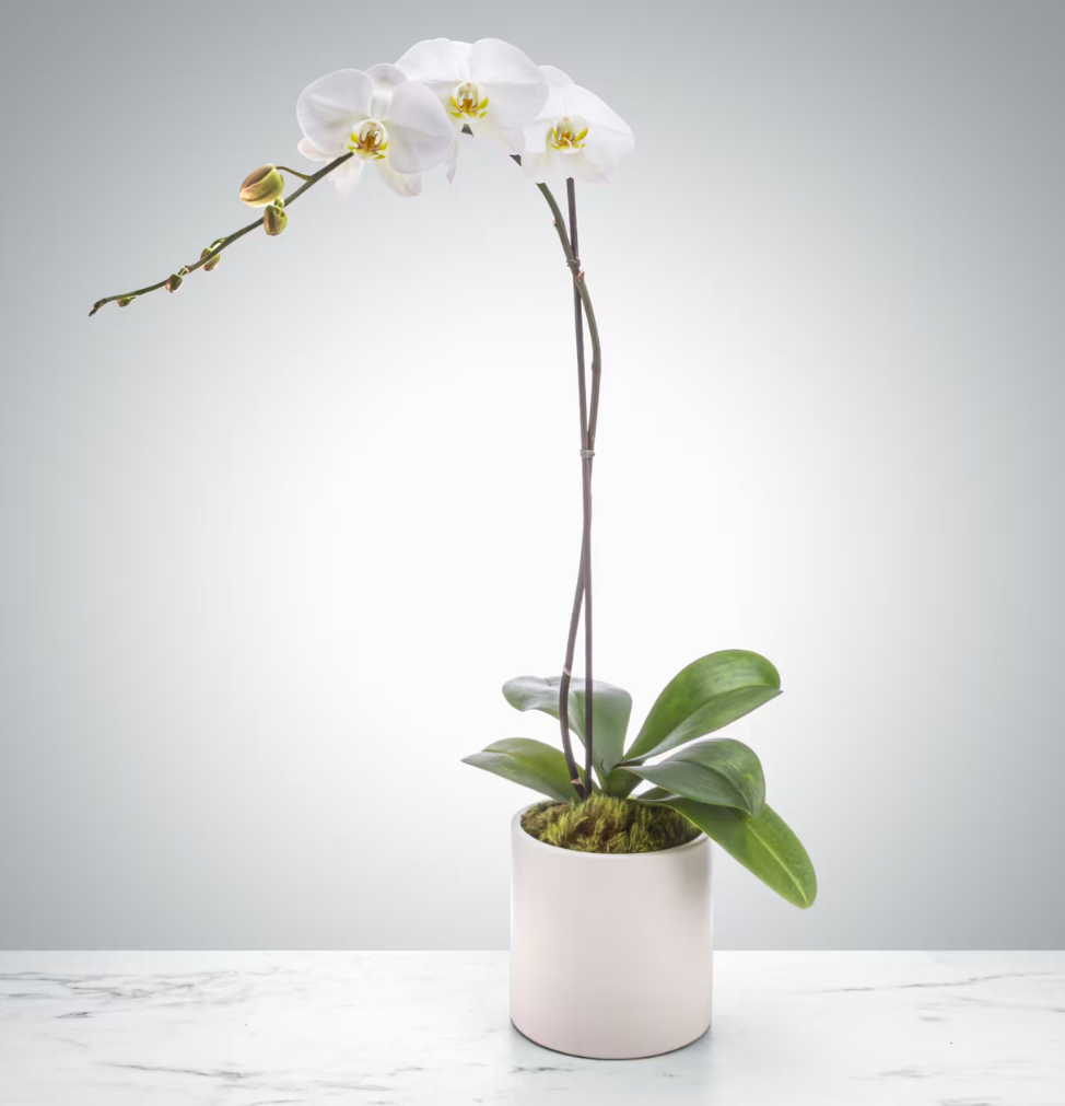White orchid in a pot on a light gray background