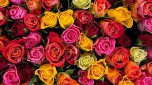 15 Best Flower Colors for Valentine's Day and What They Mean