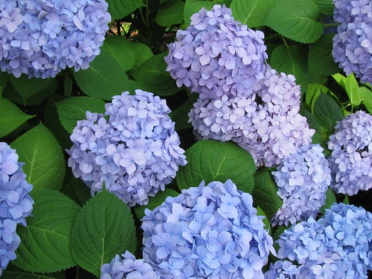 Hydrangea Flower delivered by Goshen Flower in Dubai
