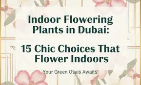 Indoor Flowering Plants in Dubai: 15 Chic Choices That Flower Indoors