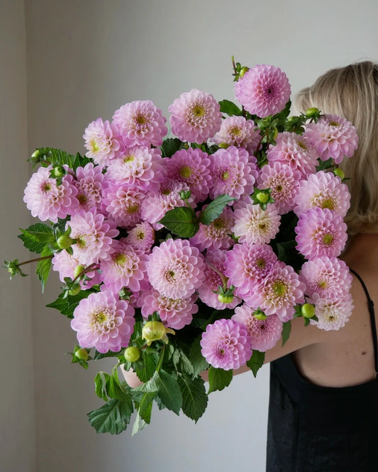 Why Dahlias Are Taking Over Dubai's Flower Scene