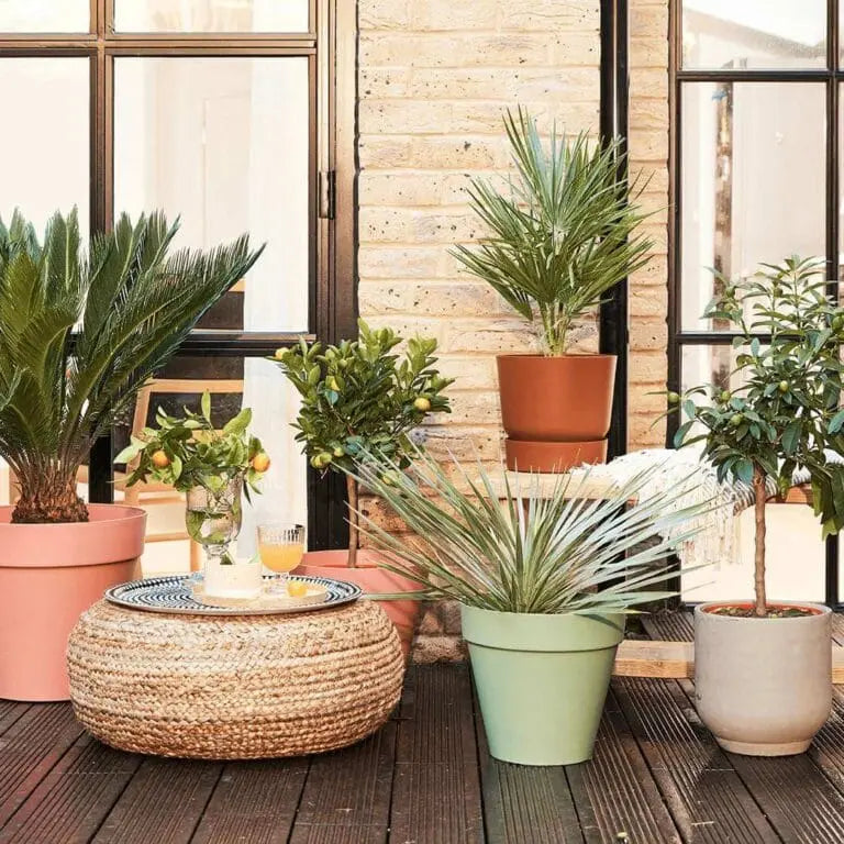 20 Flowering Houseplants That Thrive in UAE Homes: Your Complete Guide