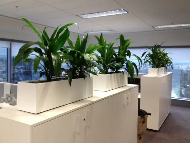 The Complete Guide to Indoor Office Plants Dubai