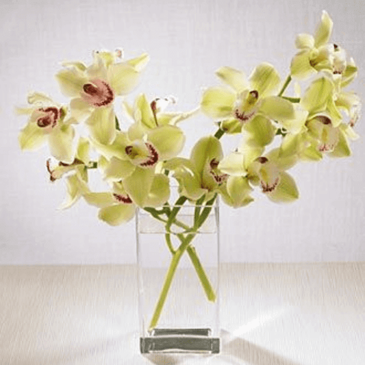 Green Cymbidium Orchid Goshen Flower