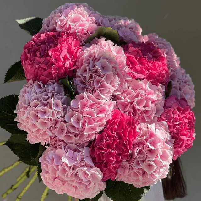 Pink Hydrangea Mix Goshen Flower