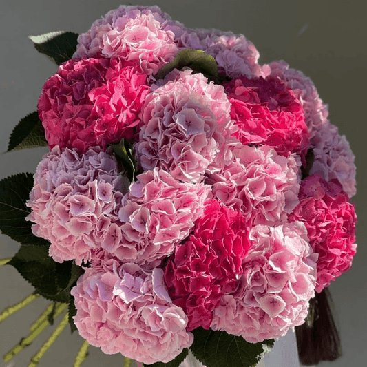 Pink Hydrangea Mix Goshen Flower