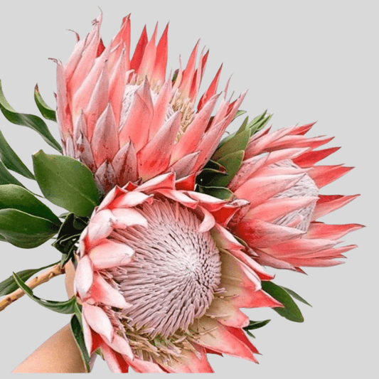 King Protea Bouquet Goshen Flower