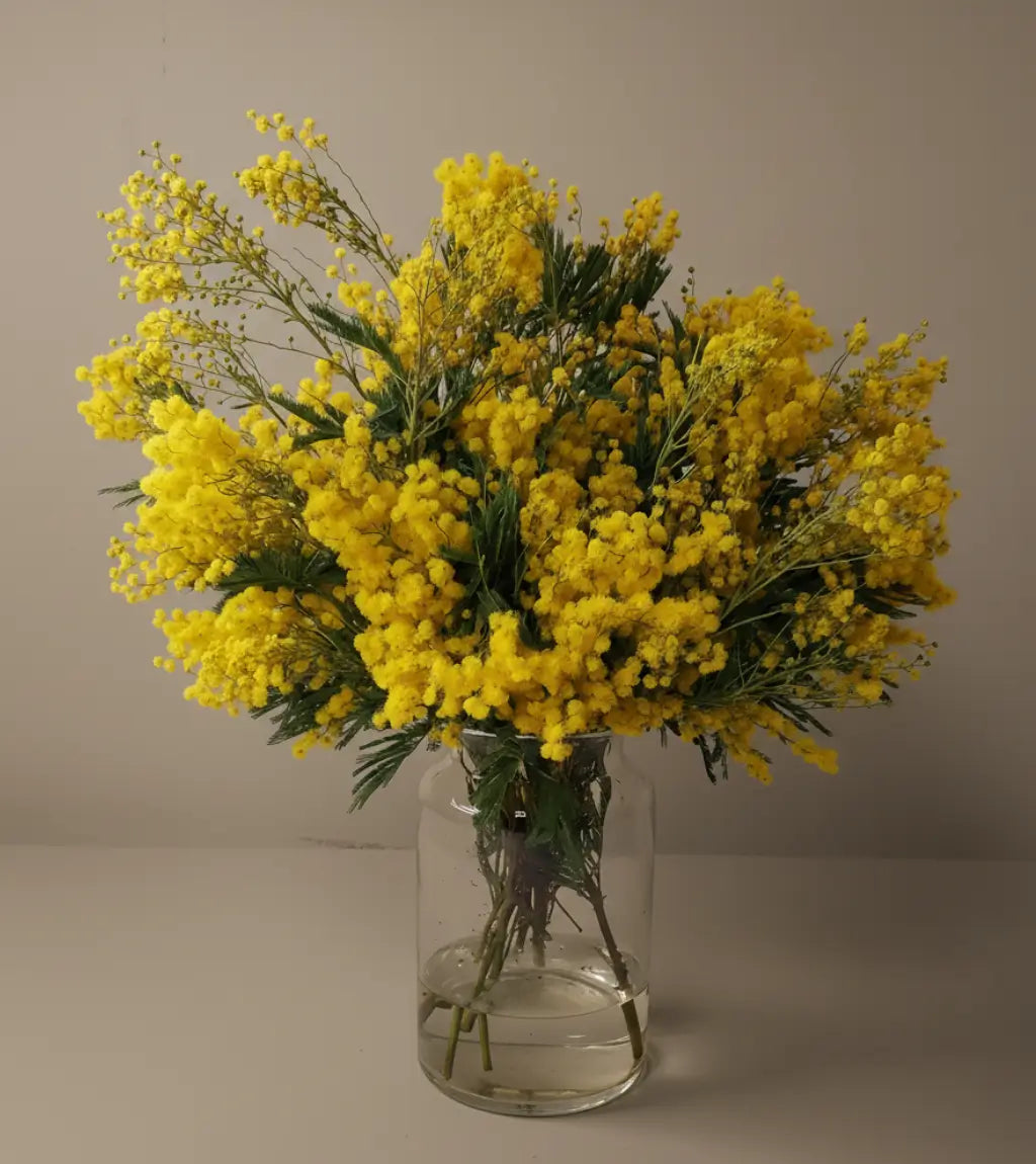 Bright yellow Mimosa flower bouquet with feathery green foliage, delivered fresh