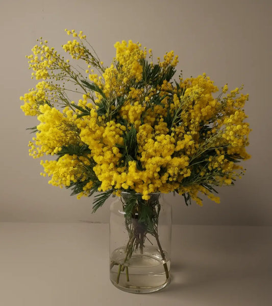 Bright yellow Mimosa flower bouquet with feathery green foliage, delivered fresh
