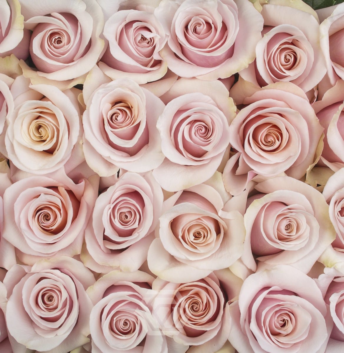 Mother of Pearl Roses Goshen Flower