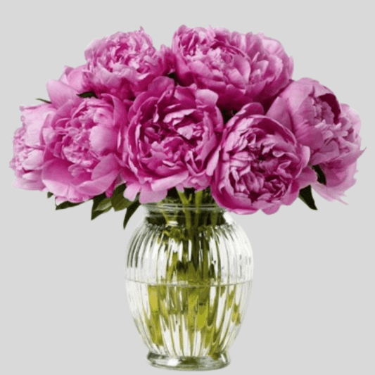 Clear glass vase with pink peony flowers on a light gray background