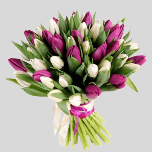 Royal Purity Tulips Goshen Flower