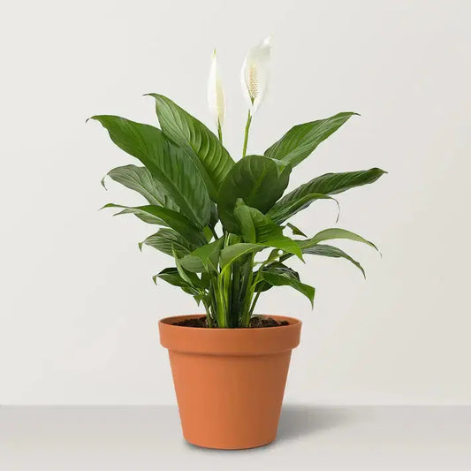 Peace Lily (Spathiphyllum wallisii) Goshen Flower
