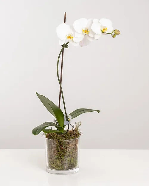 White Phalaenopsis Orchid Goshen Flower