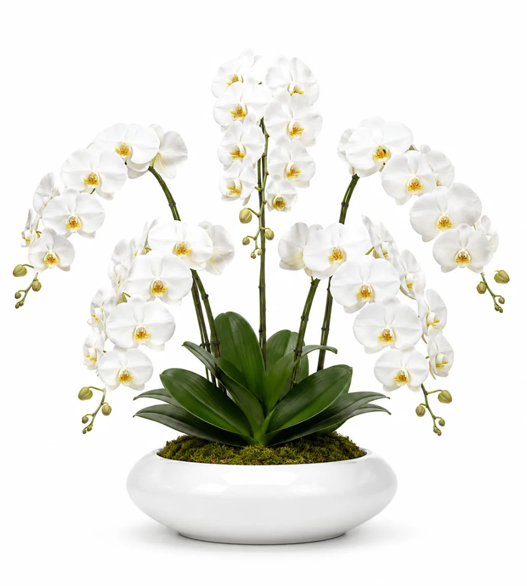 White orchid corporate condolence arrangement Dubai — sympathy flowers for business by Goshen Flower