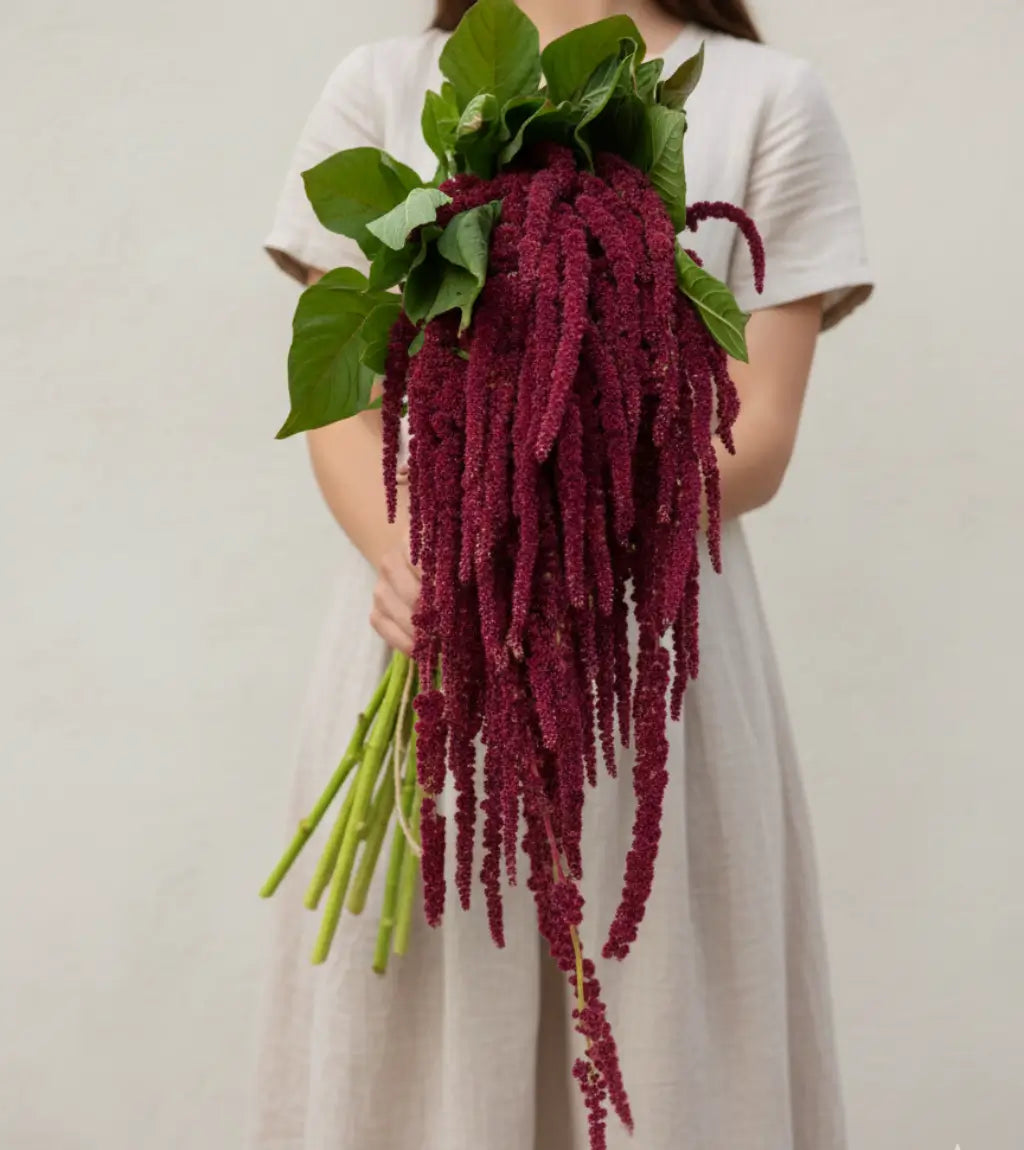 Model holding cascading burgundy hanging amaranthus bouquet with long dramatic tassel blooms