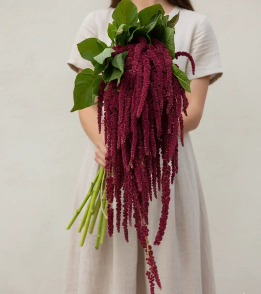 Model holding cascading burgundy hanging amaranthus bouquet with long dramatic tassel blooms