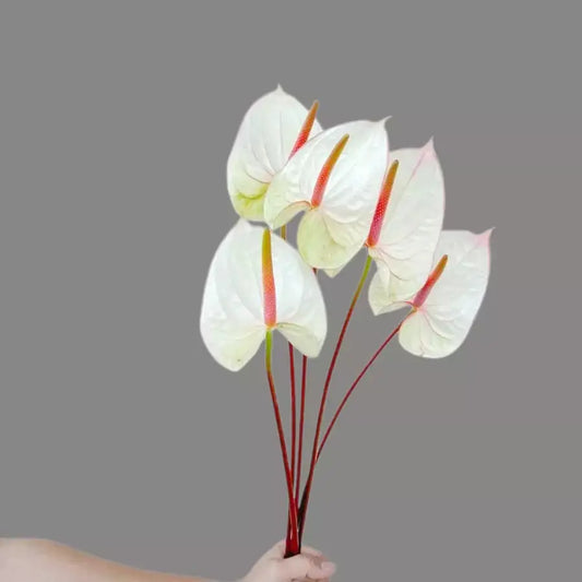 Anthurium Lybra Goshen Flower
