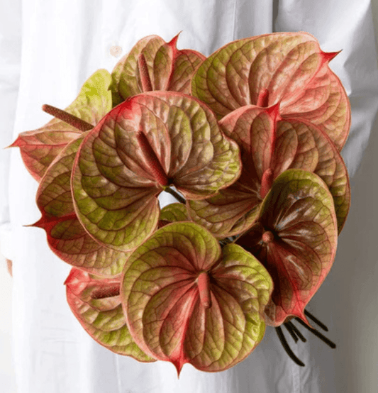 Arabian Copper Anthurium Goshen Flower