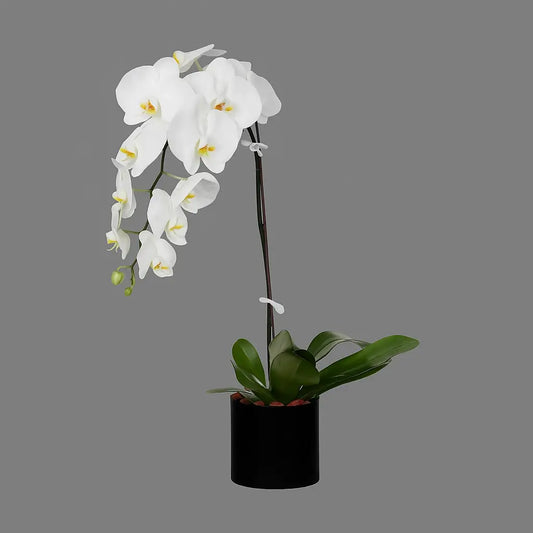 una Phalaenopsis Orchid Box – elegant single stem white orchid gift in Dubai UAE