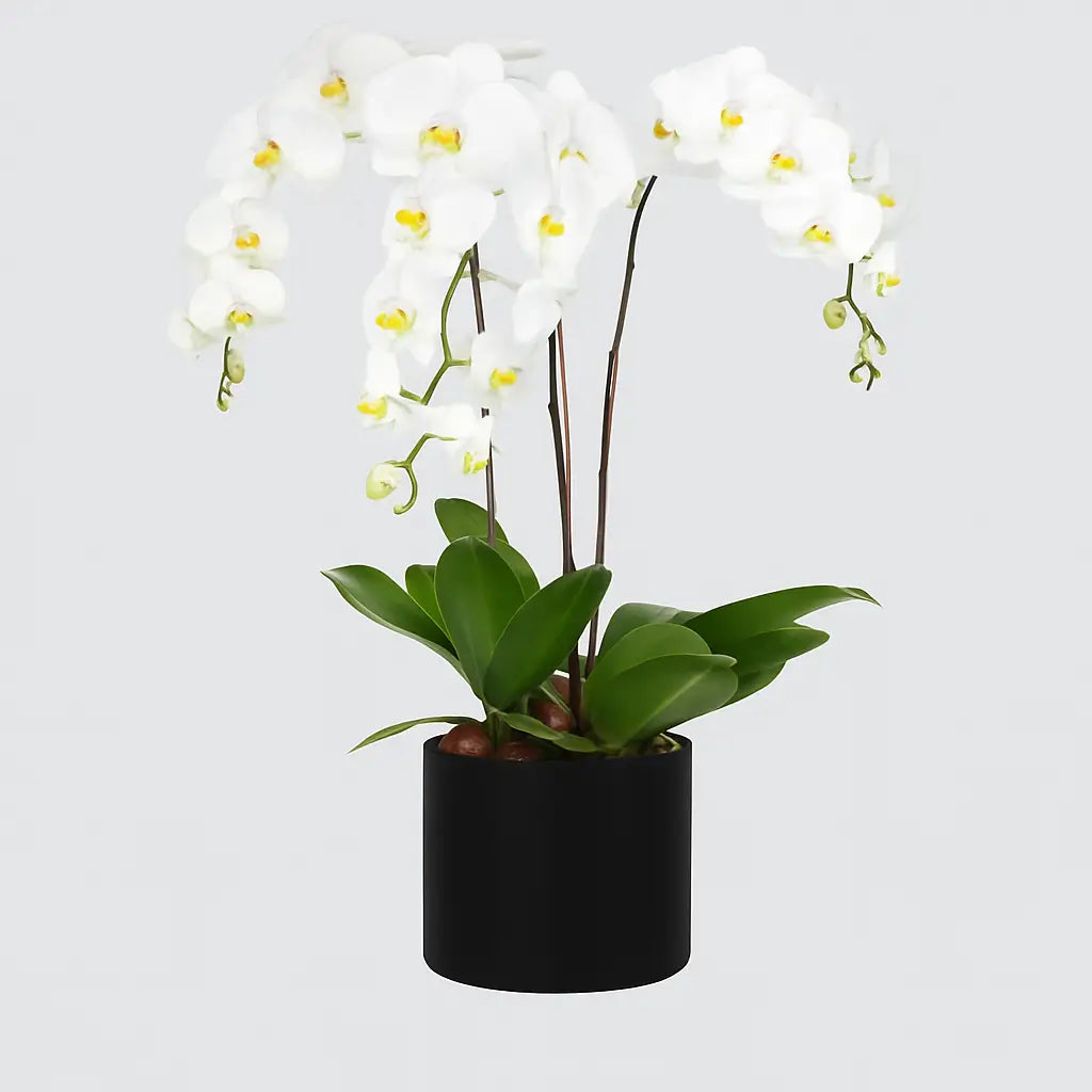 Celestial White Orchid in a luxury box – 3 elegant stems, perfect gift for UAE