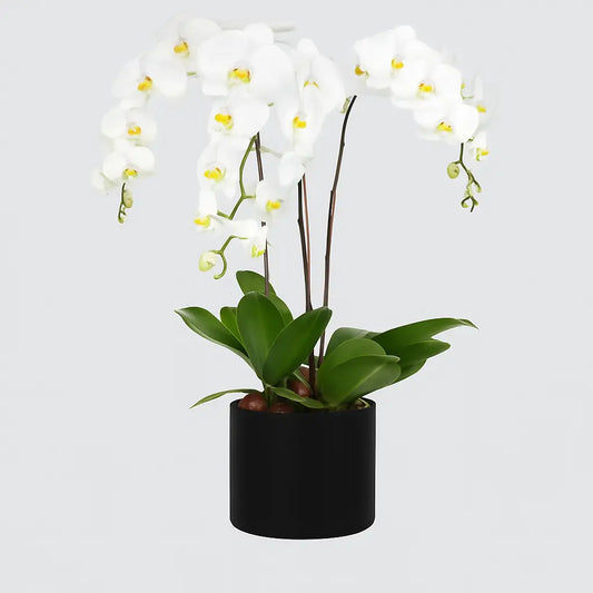 Celestial White Orchid in a luxury box – 3 elegant stems, perfect gift for UAE