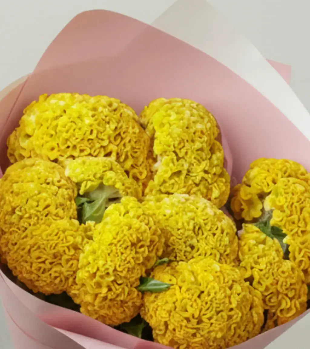 Celosia Argenta Yellow