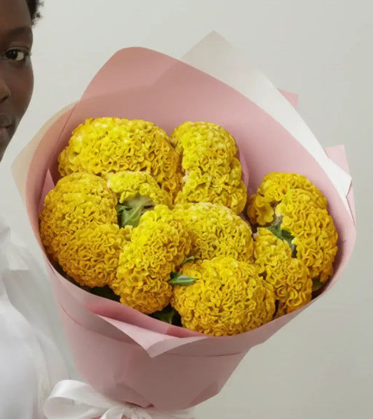 Celosia Argenta Yellow