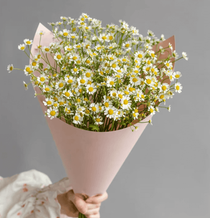 Chamomile Bouquet (10 stems) Goshen Flower