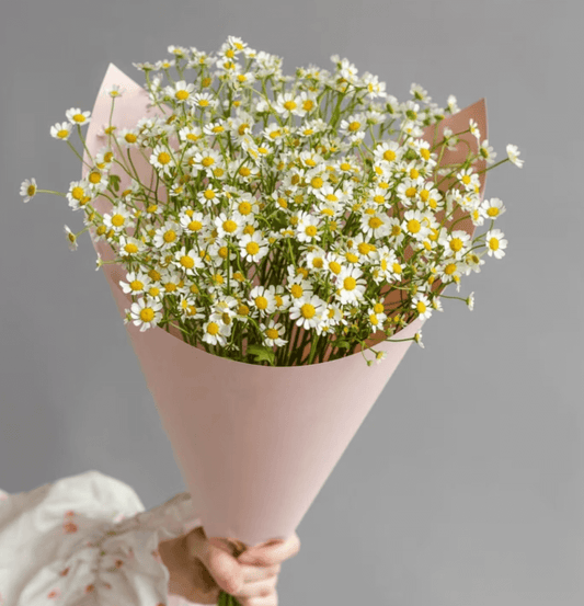 Chamomile Bouquet (10 stems) Goshen Flower