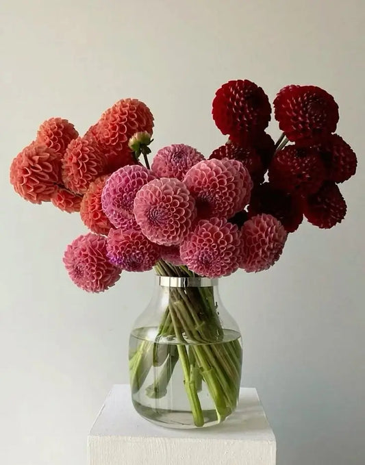 Modern Dahlia Flower Arrangement with vibrant pink, purple, and crimson dahlias in a sleek vase – for bold flower delivery in Dubai