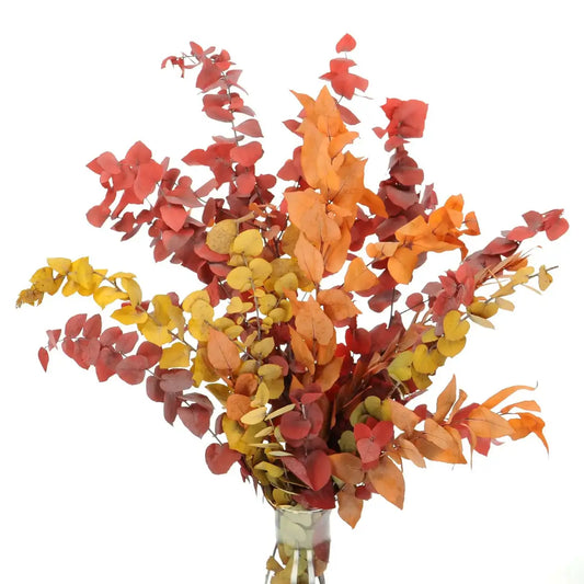 Dry Eucalyptus Bunch Goshen Flower